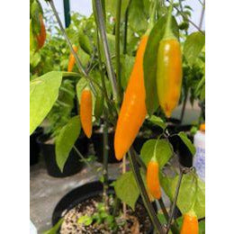 Aji Citro